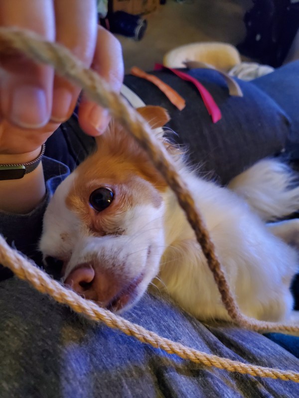 My dog, Penny, decides to help. Penny is white and fawn pie-bald chihuahua mix. She is trying to cuddle as I work on the garland.