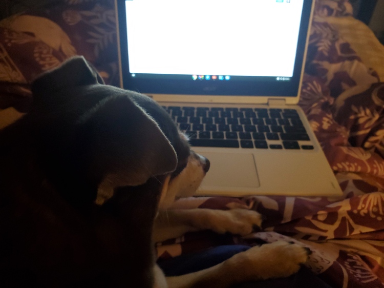 A small, brown dog, side angle, with a tan muzzle, sitting in front of a glowing laptop screen. A red damask blanket is in the background.