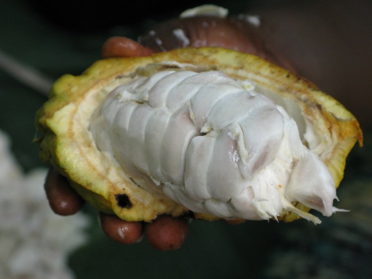 inside of a cacao pod - white flesh surrounds the seeds