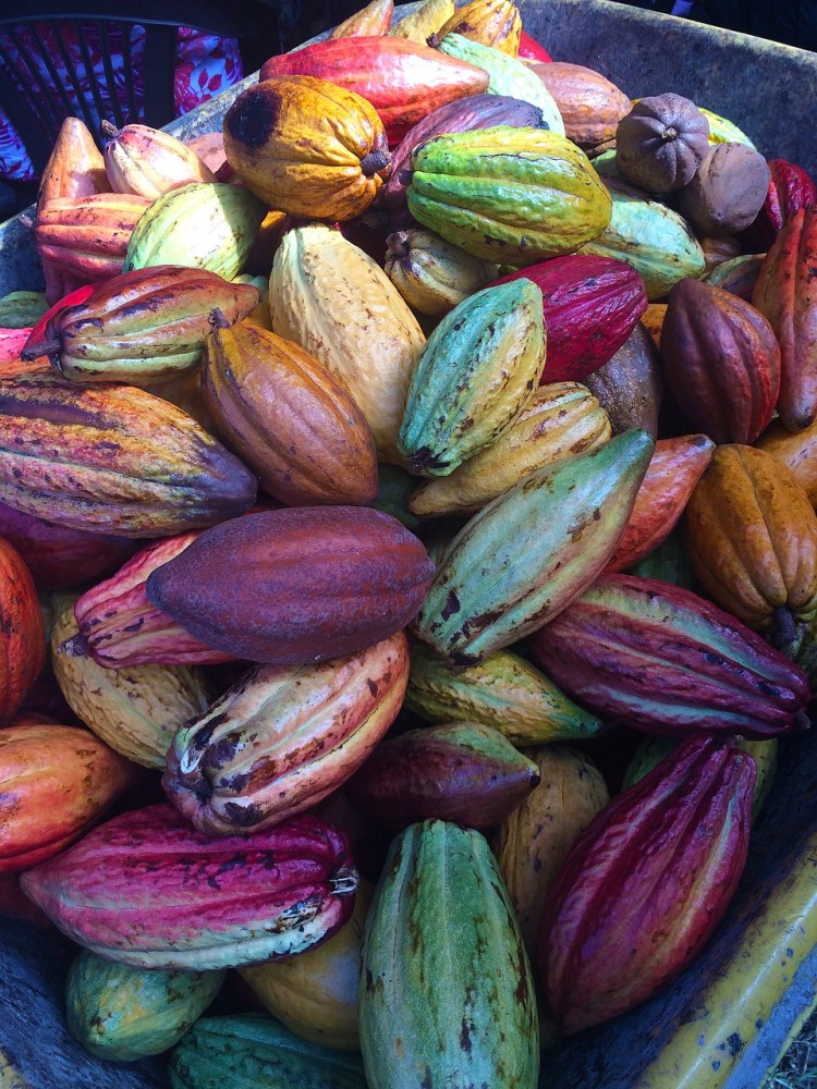 cacao pods - range in color from yellow, green, red, and deep reddish brown